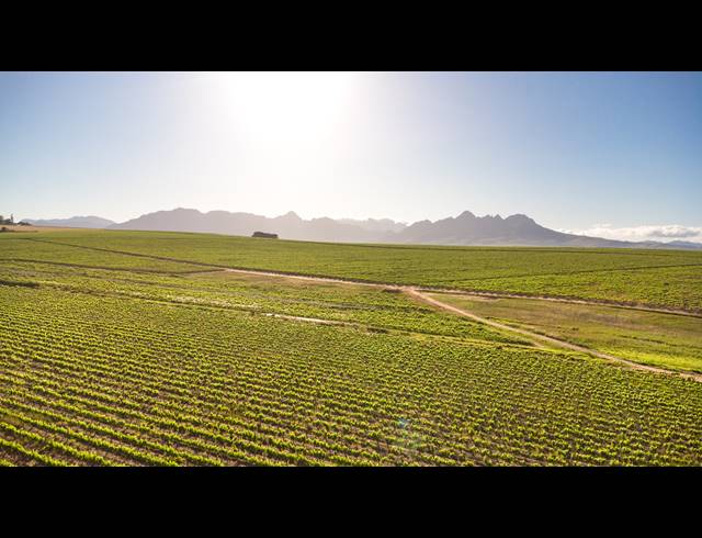 94HA FARM FOR SALE IN STELLENBOSCH FARMS